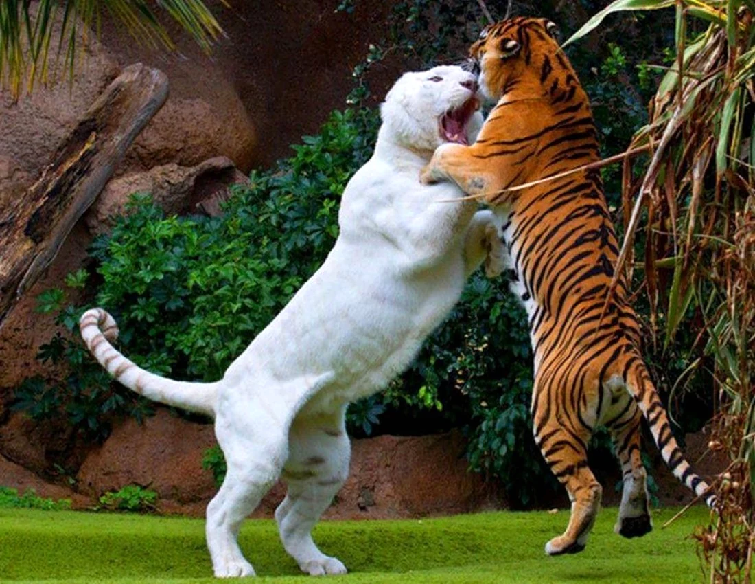 Лигр кошка