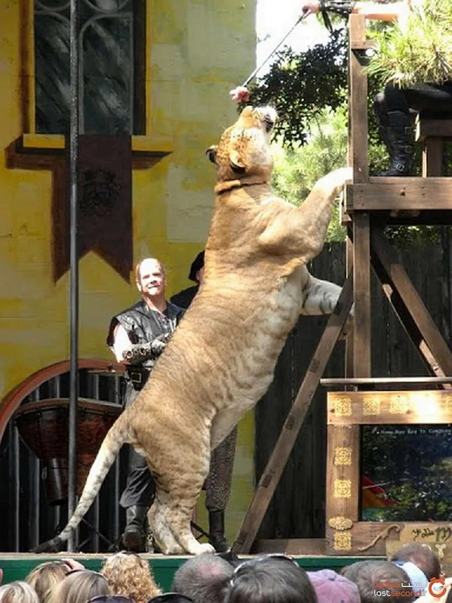 Лигр Судан