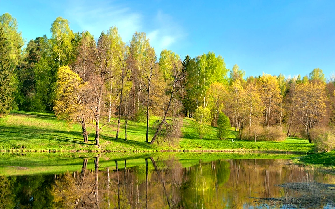 Ликино-Дулево природа речка