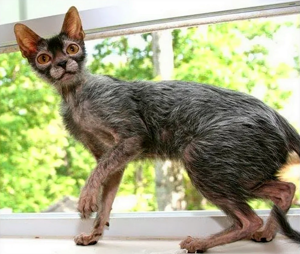 Ликои кошка