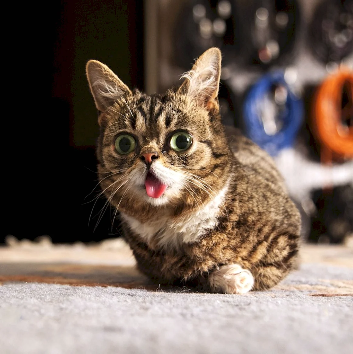 Lil Bub кошка