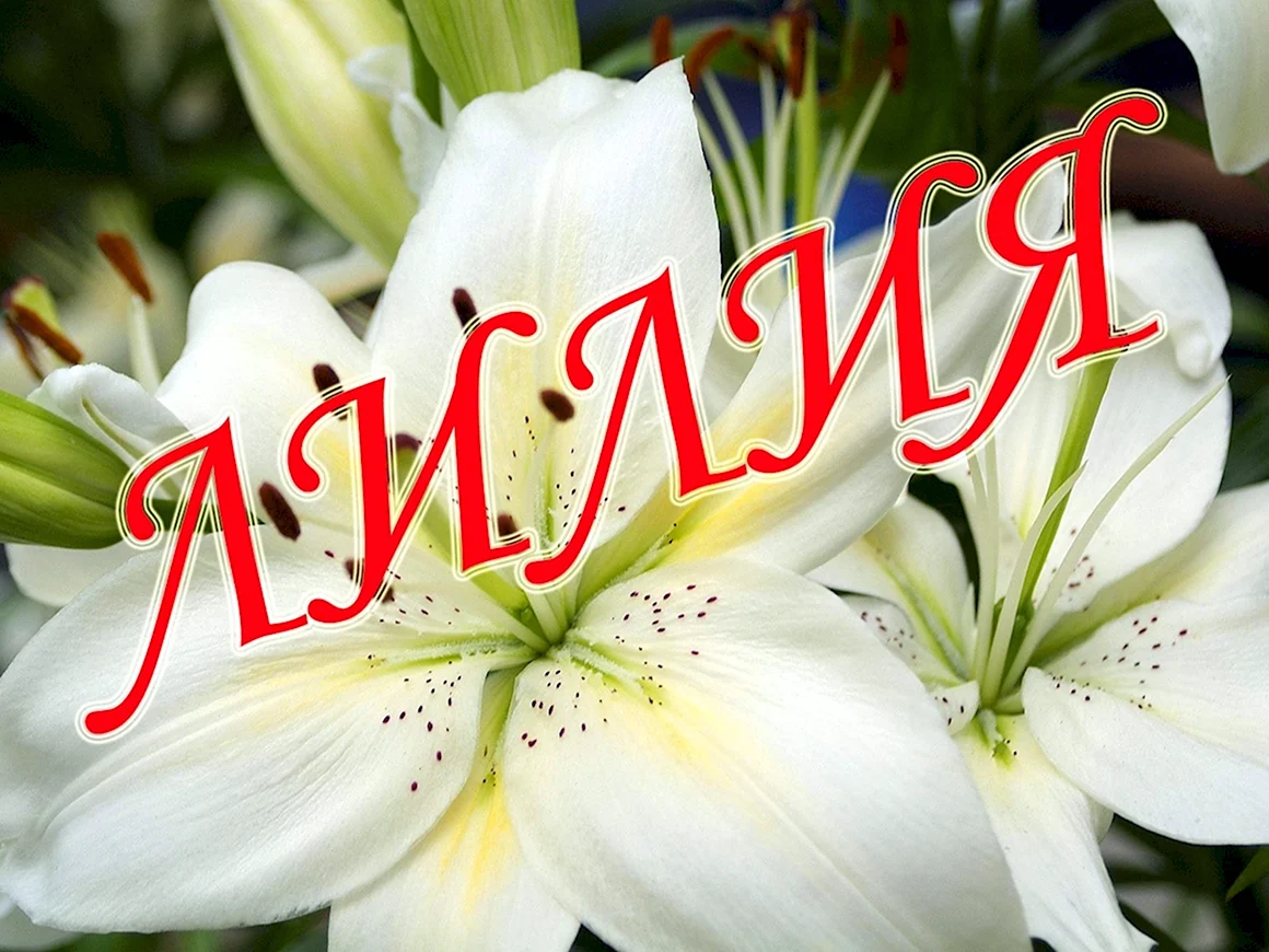 Лилия надпись