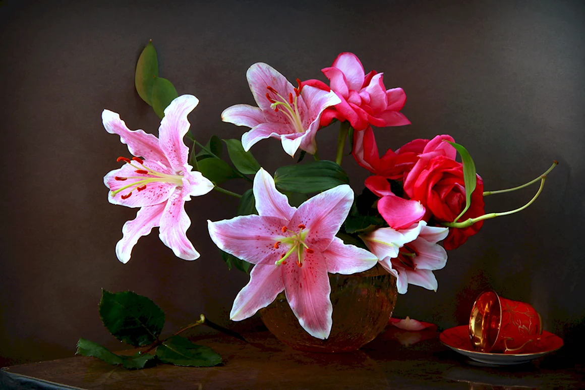 Лилия Rosy Dawn