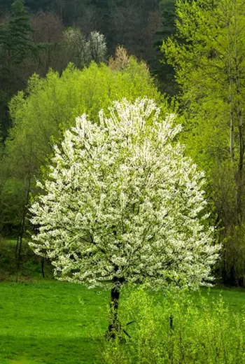 Липа Лесная