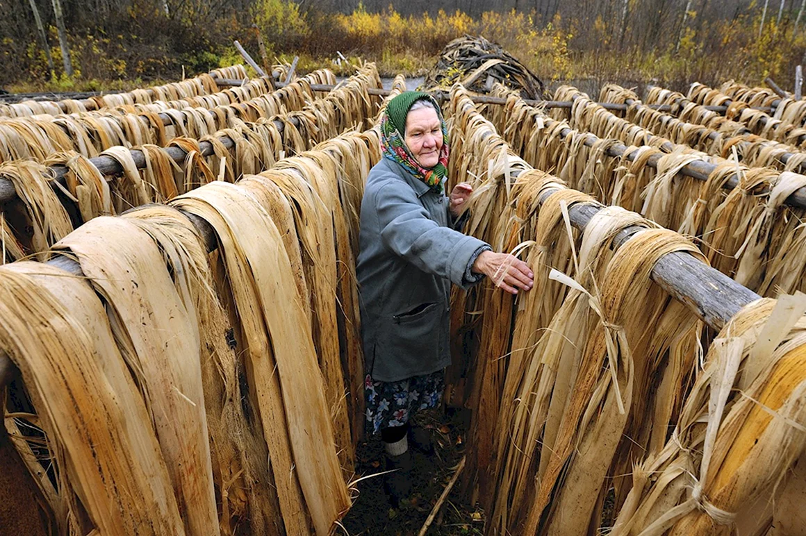 Липа с лыком