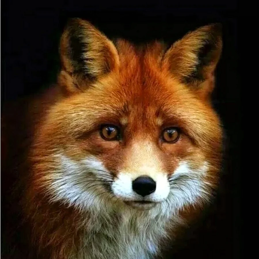 Лис Ларсен