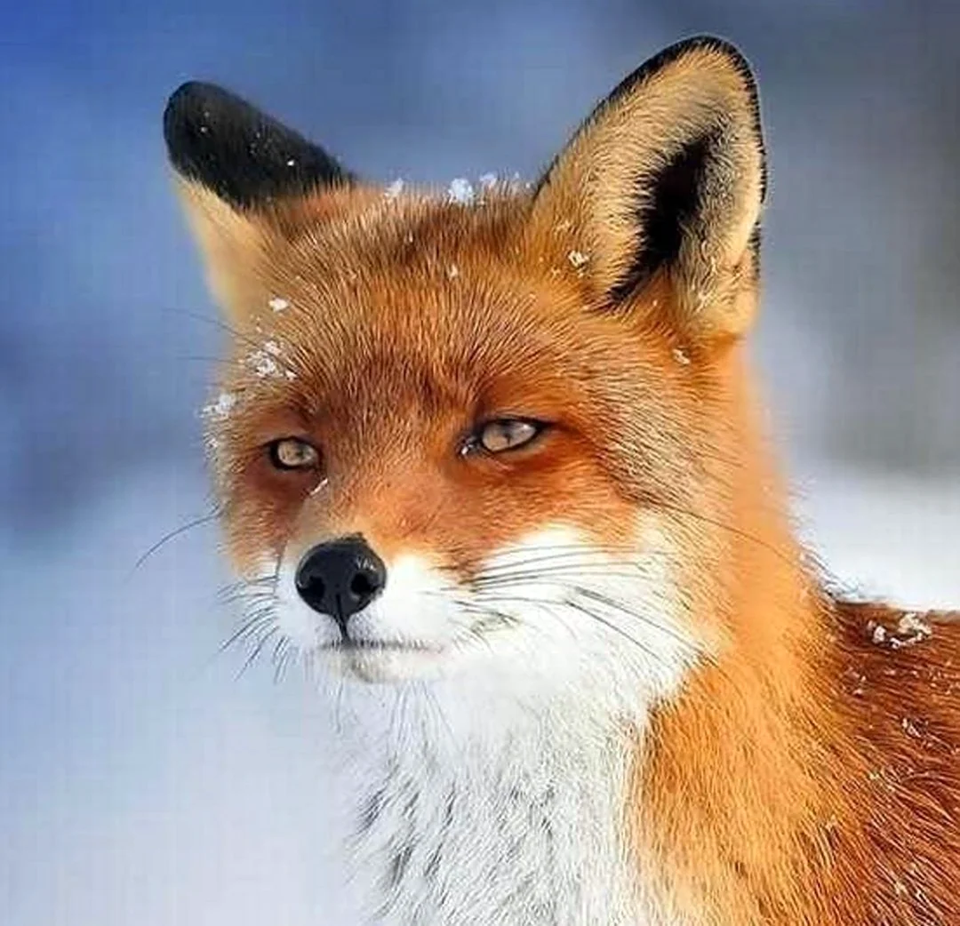 Лиса