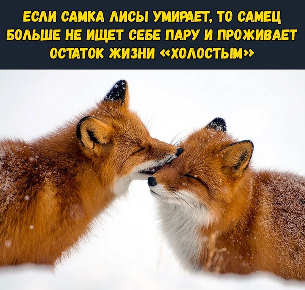 Лиса Фыр