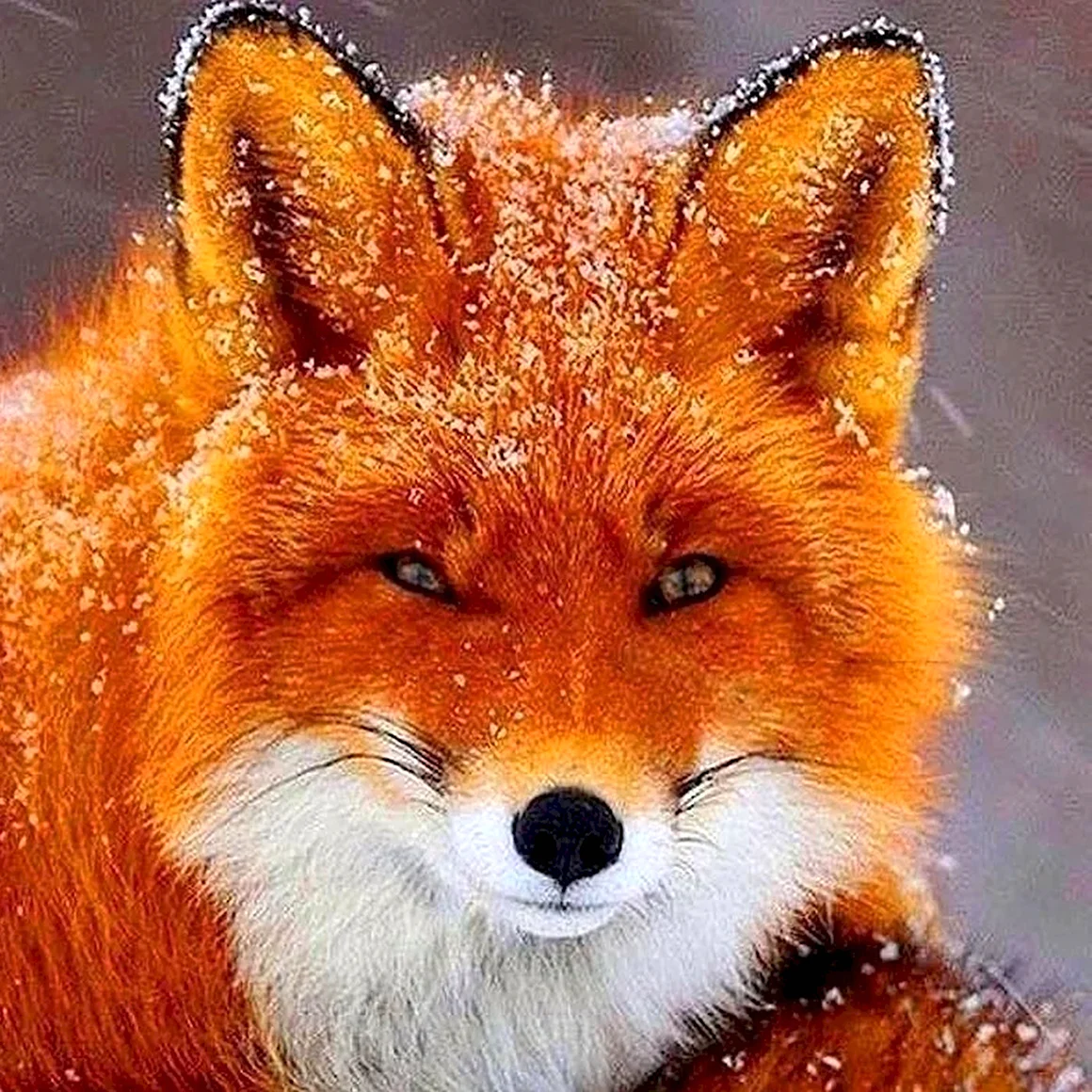 Лиса Лисонька лиса