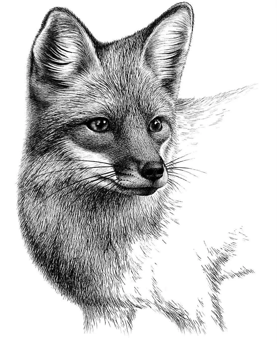 Лиса рисунок