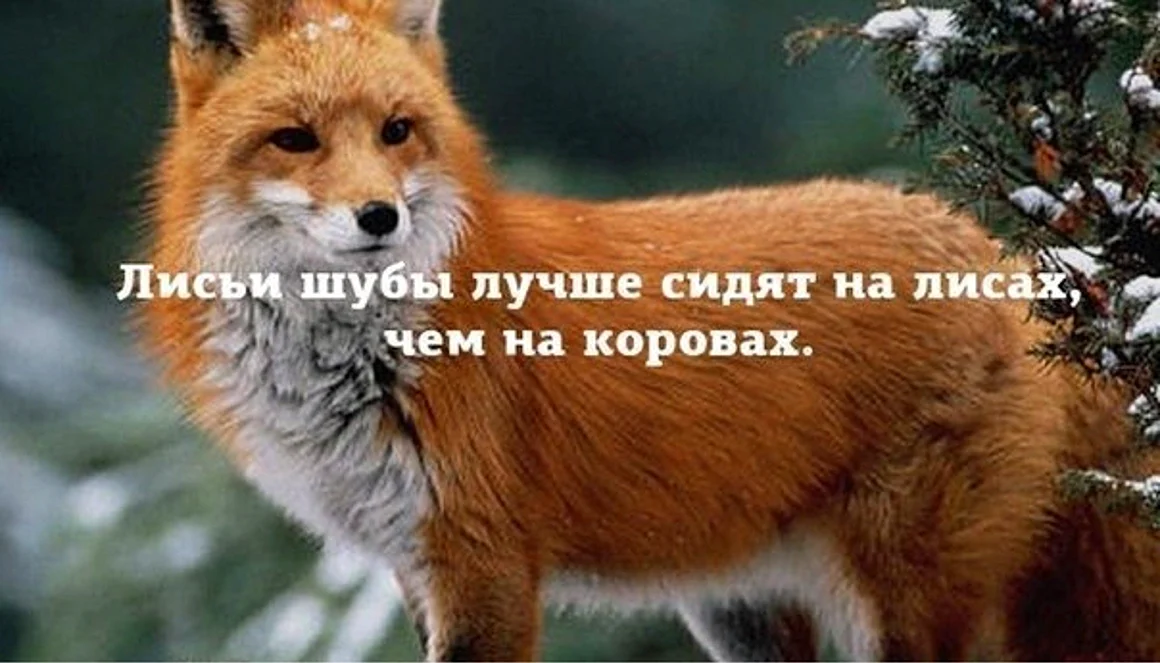 Лиса с надписью