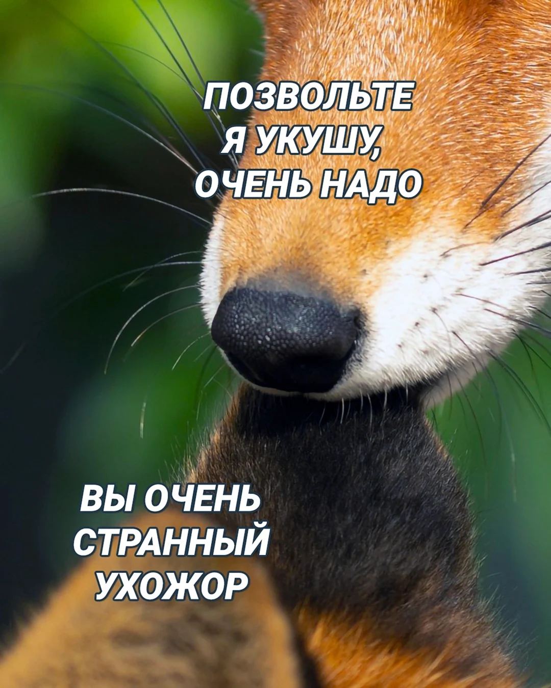 Лисий носик