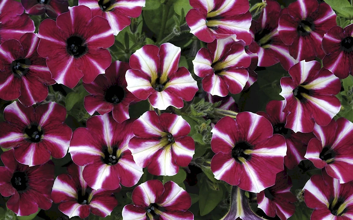 Littletunia bicolor Illusion петуния