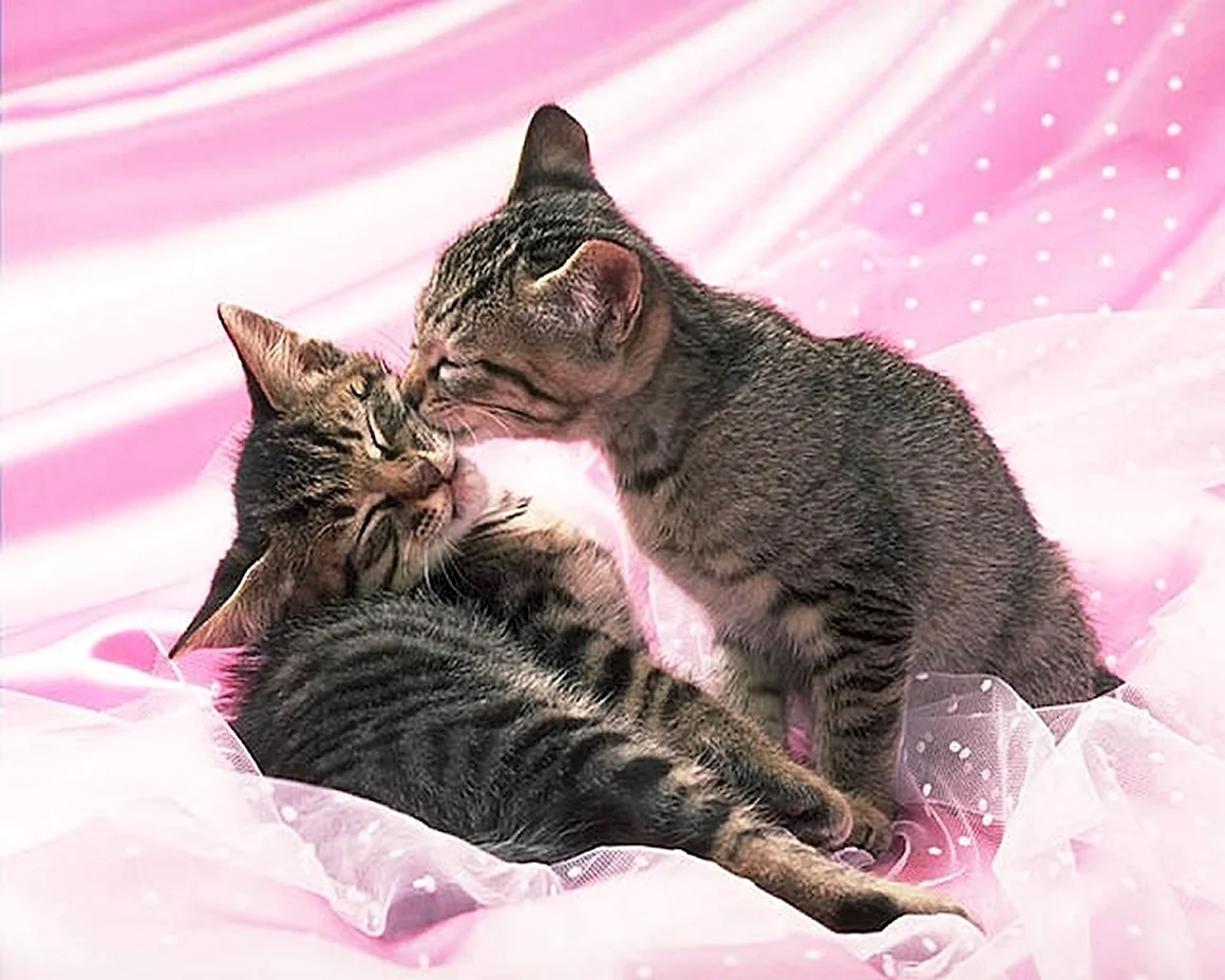 Любимый котик