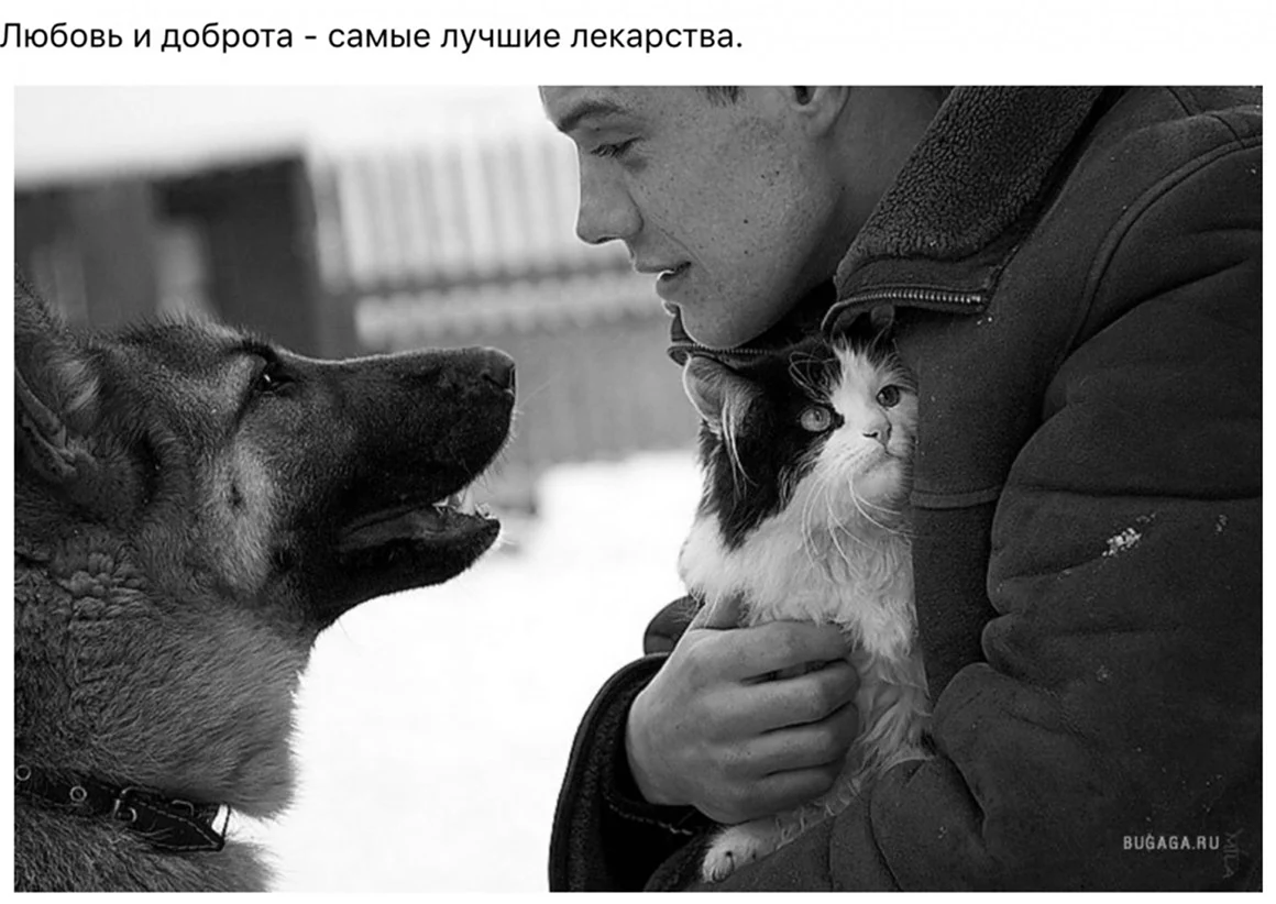 Любовь к животным
