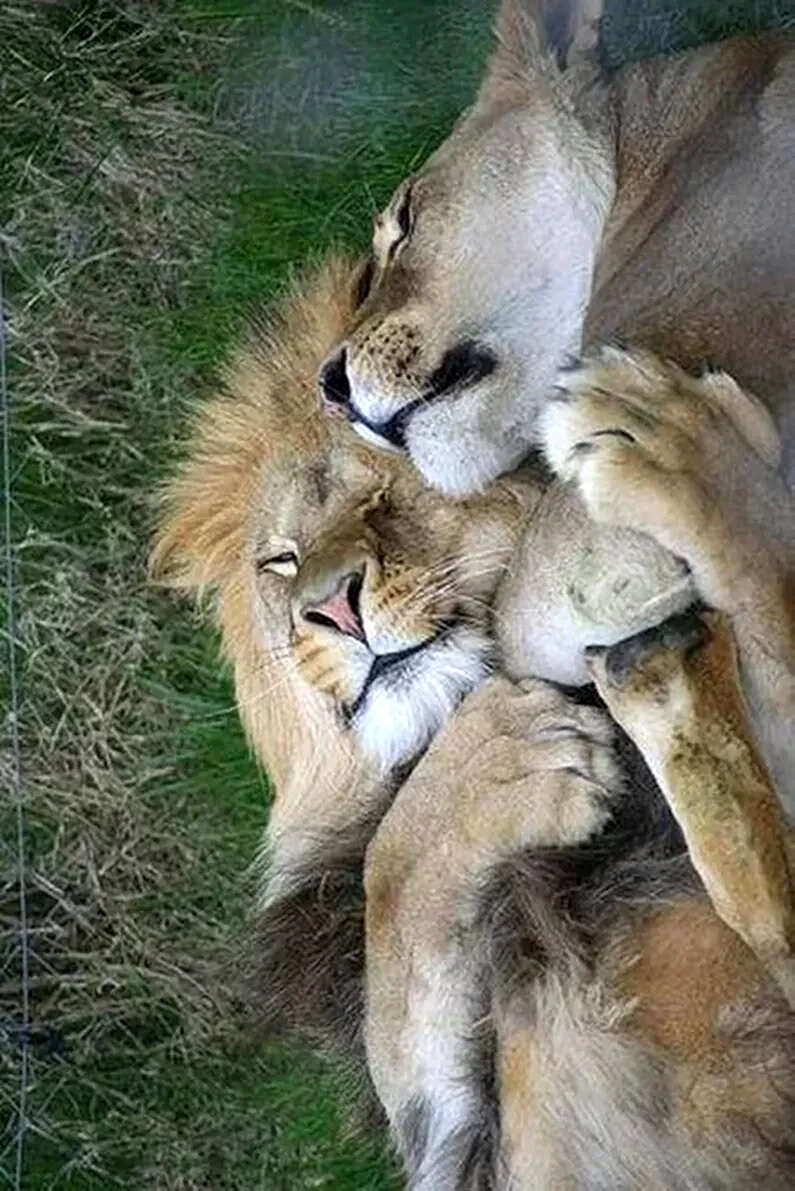 Любовь животных