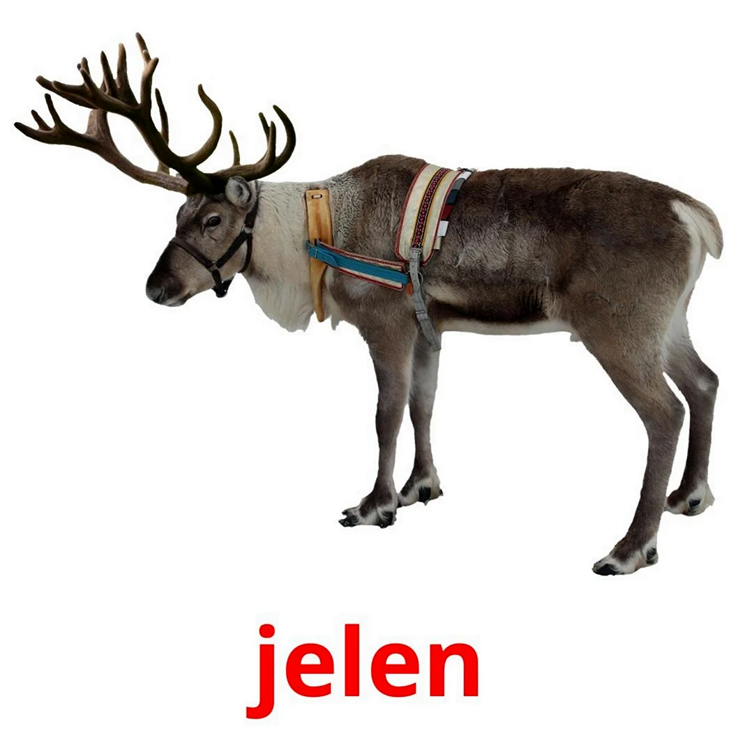 Лось
