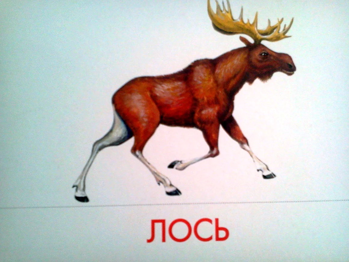 Лось карточка для детей