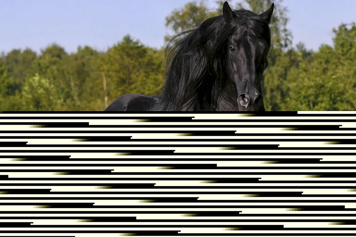 Лошадь фриз Фридрих Великий