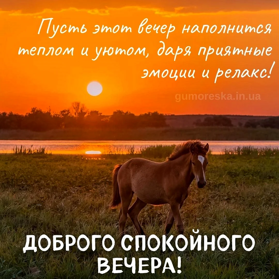 Лошади на закате фото