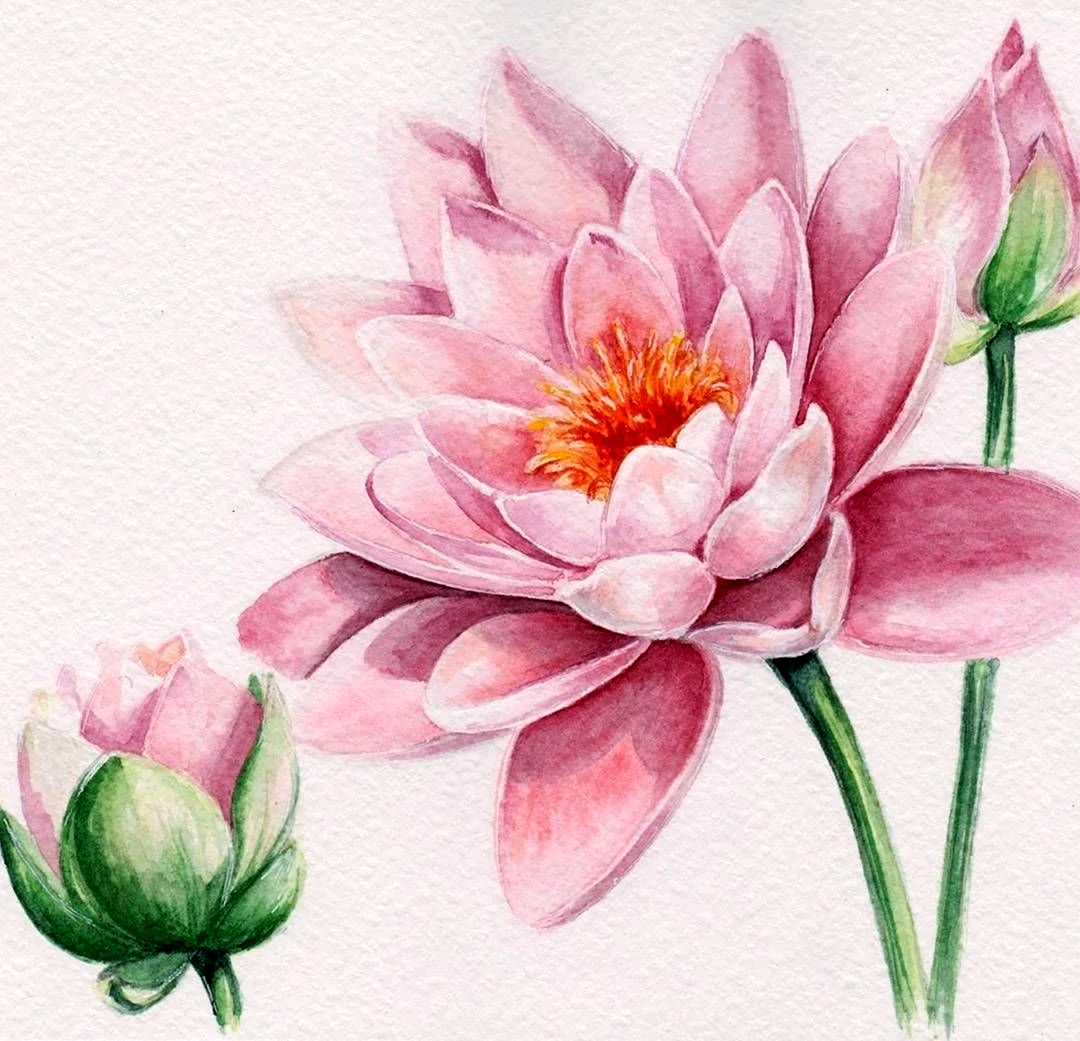 Лотос иллюстрация
