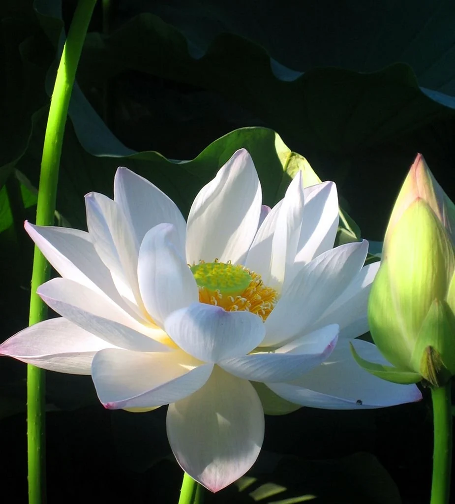 Лотос Nelumbo