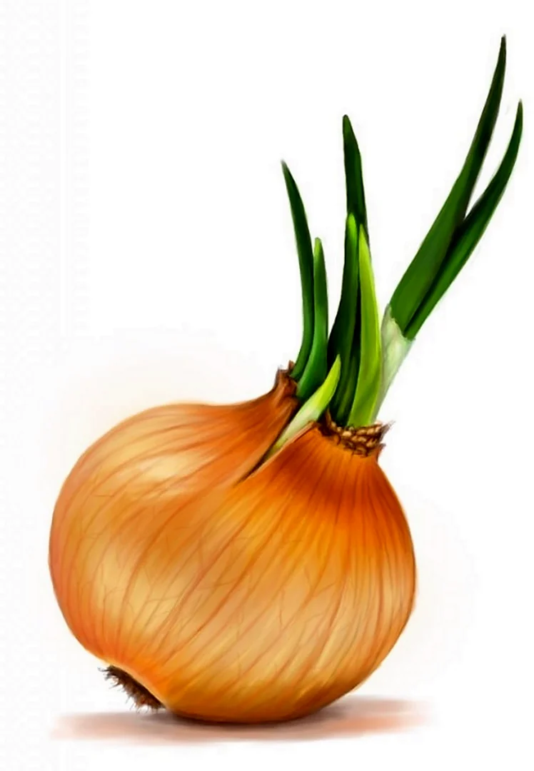 Лук