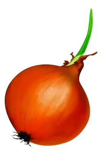 Лук овощ