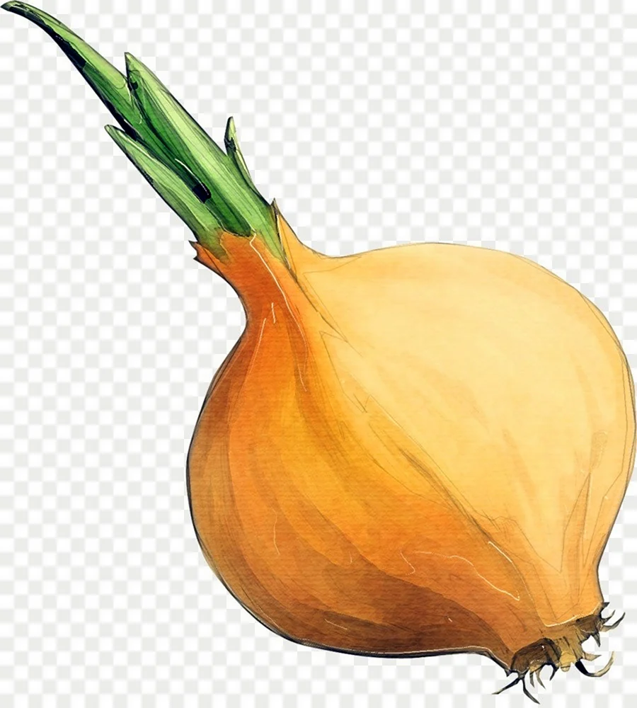 Лук овощ