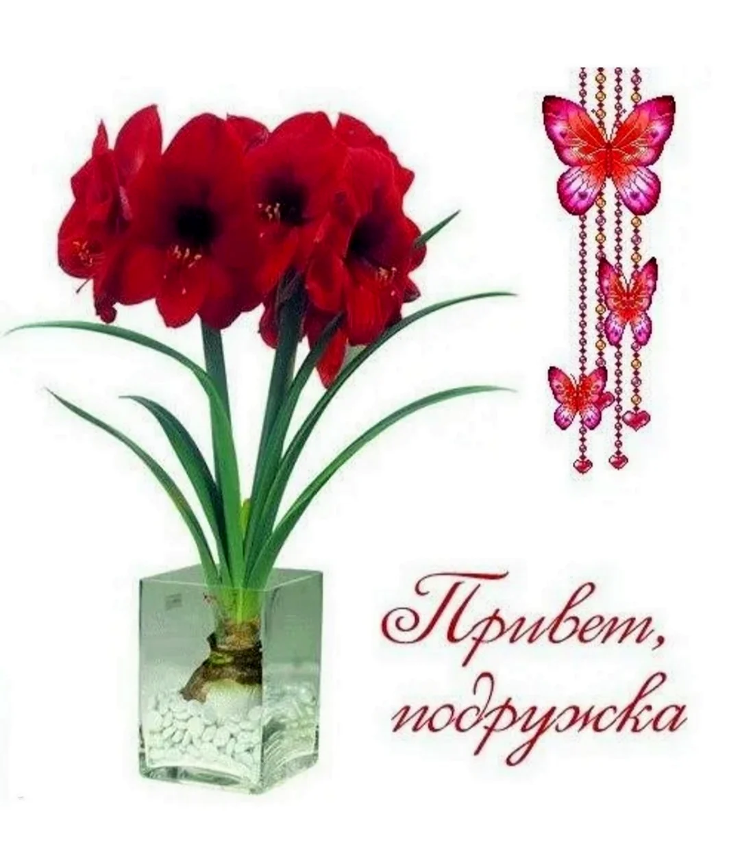 Луковичные комнатные цветы амариллис