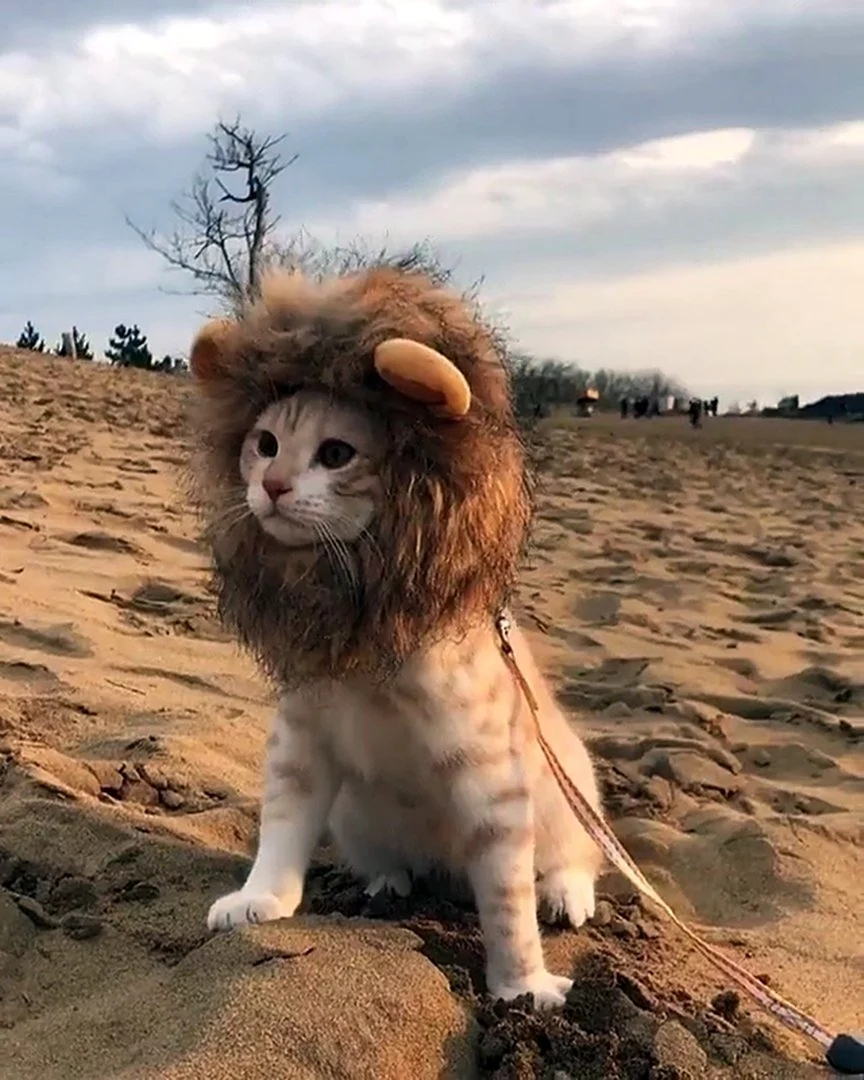 Львенок