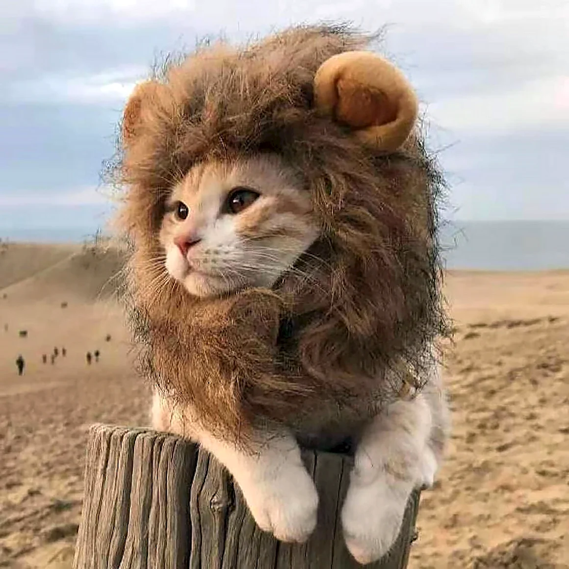 Львиная грива для кота