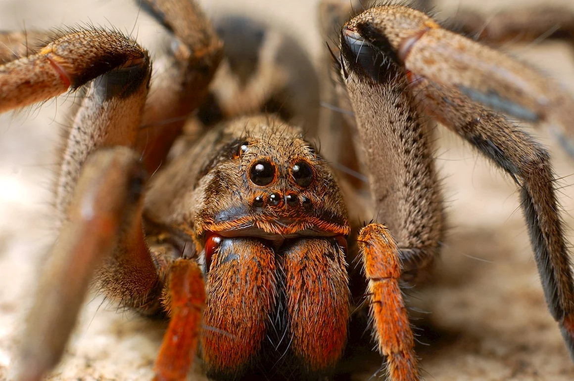 Lycosa erythrognatha