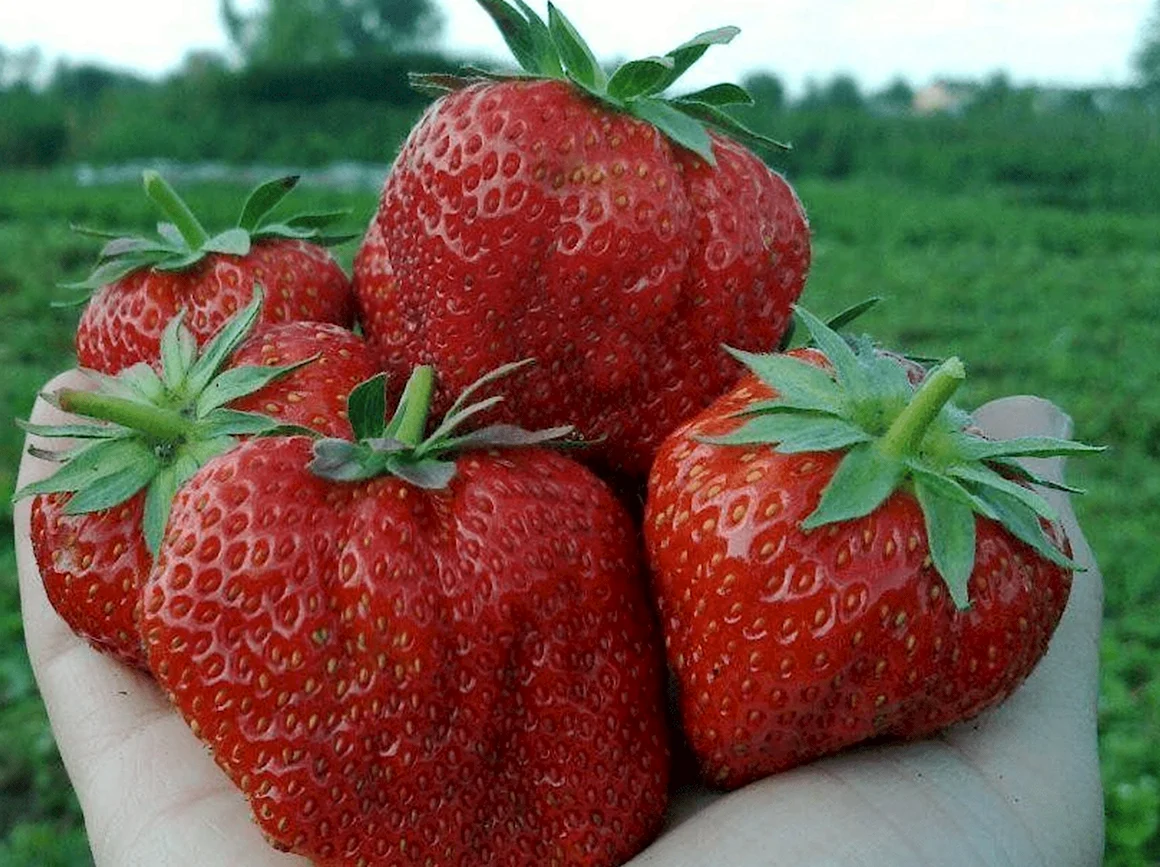 Мадам Муто сорт клубники