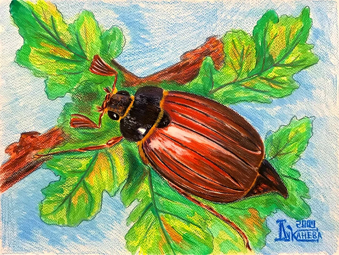 Майский Жук хрущ рисунок
