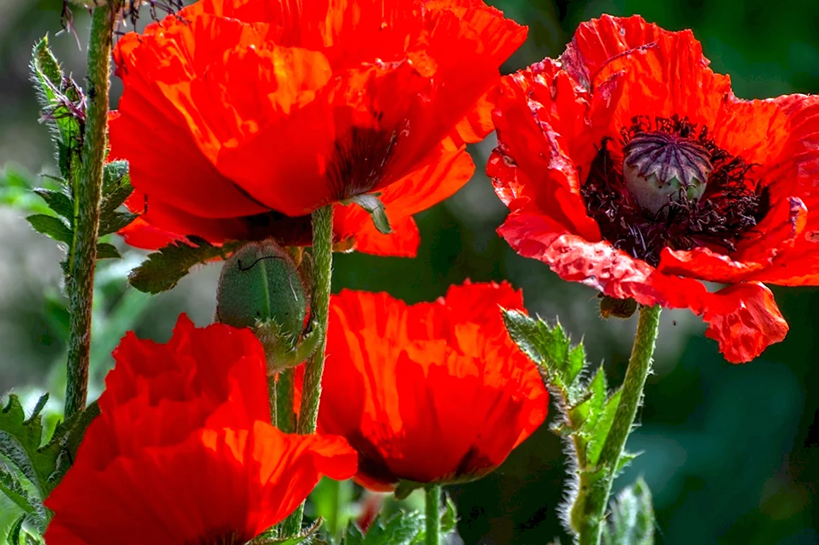 Мак Papaver Cardinal