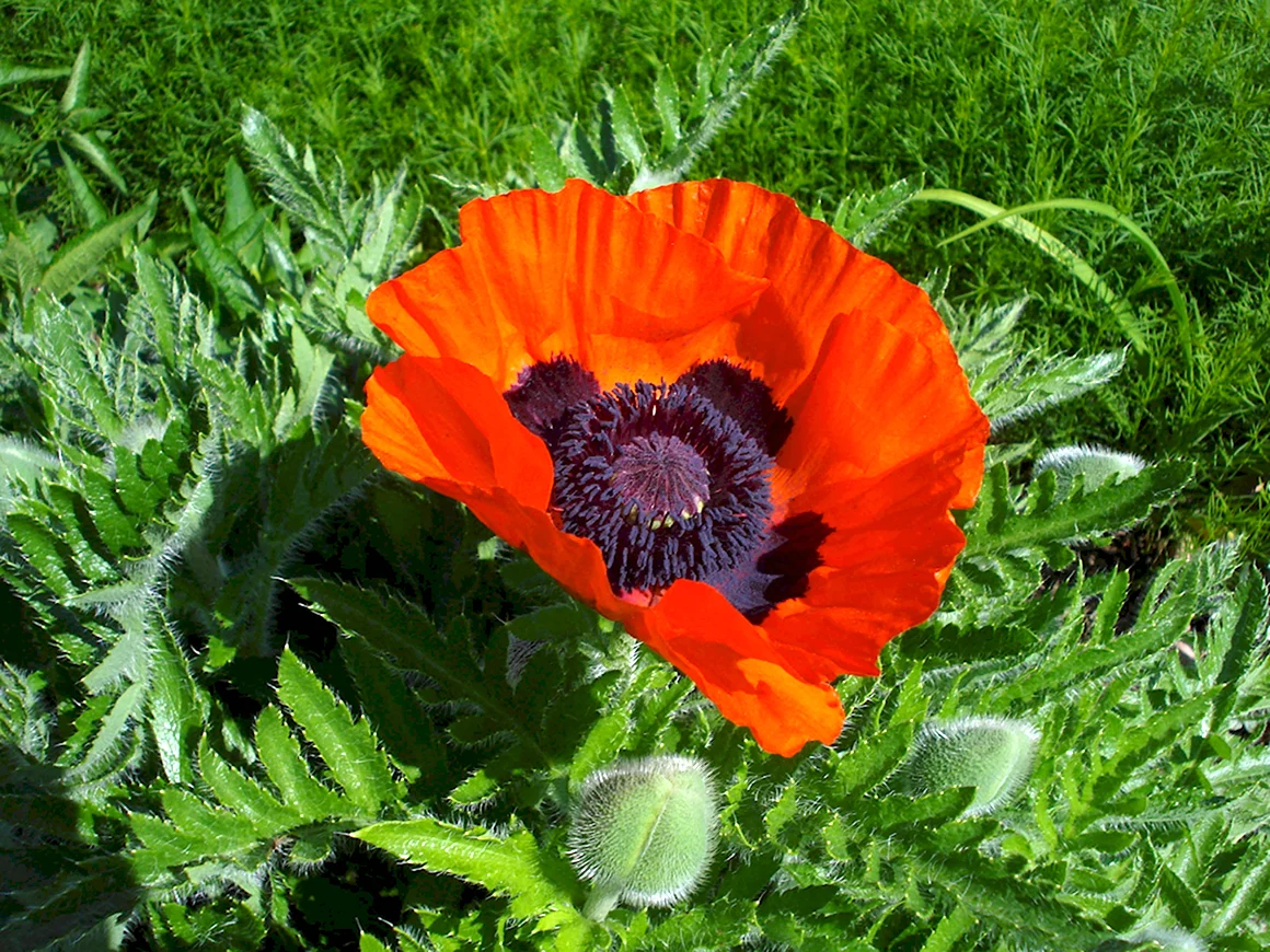 Мак Papaver Cardinal