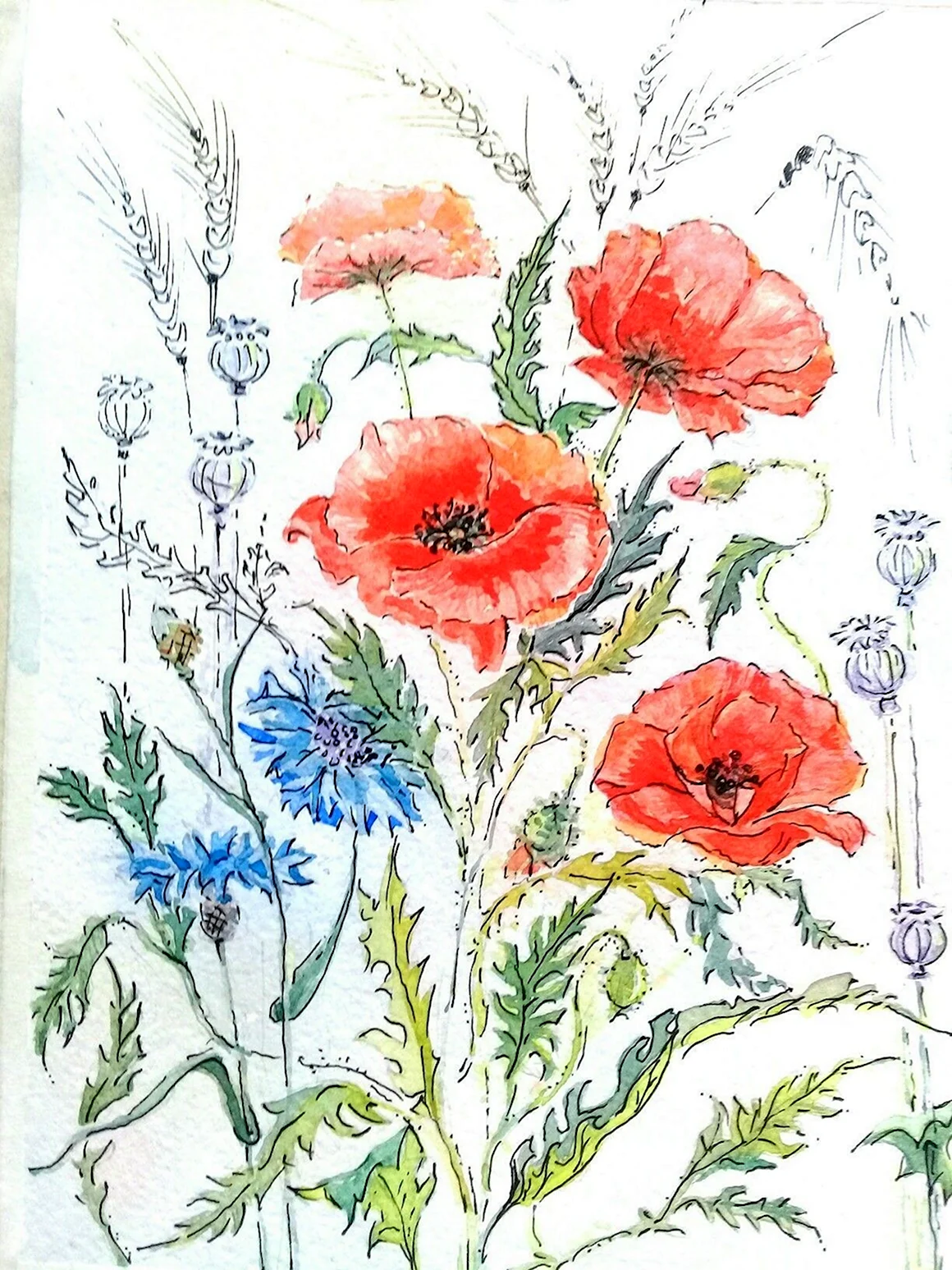 Мак рисунок