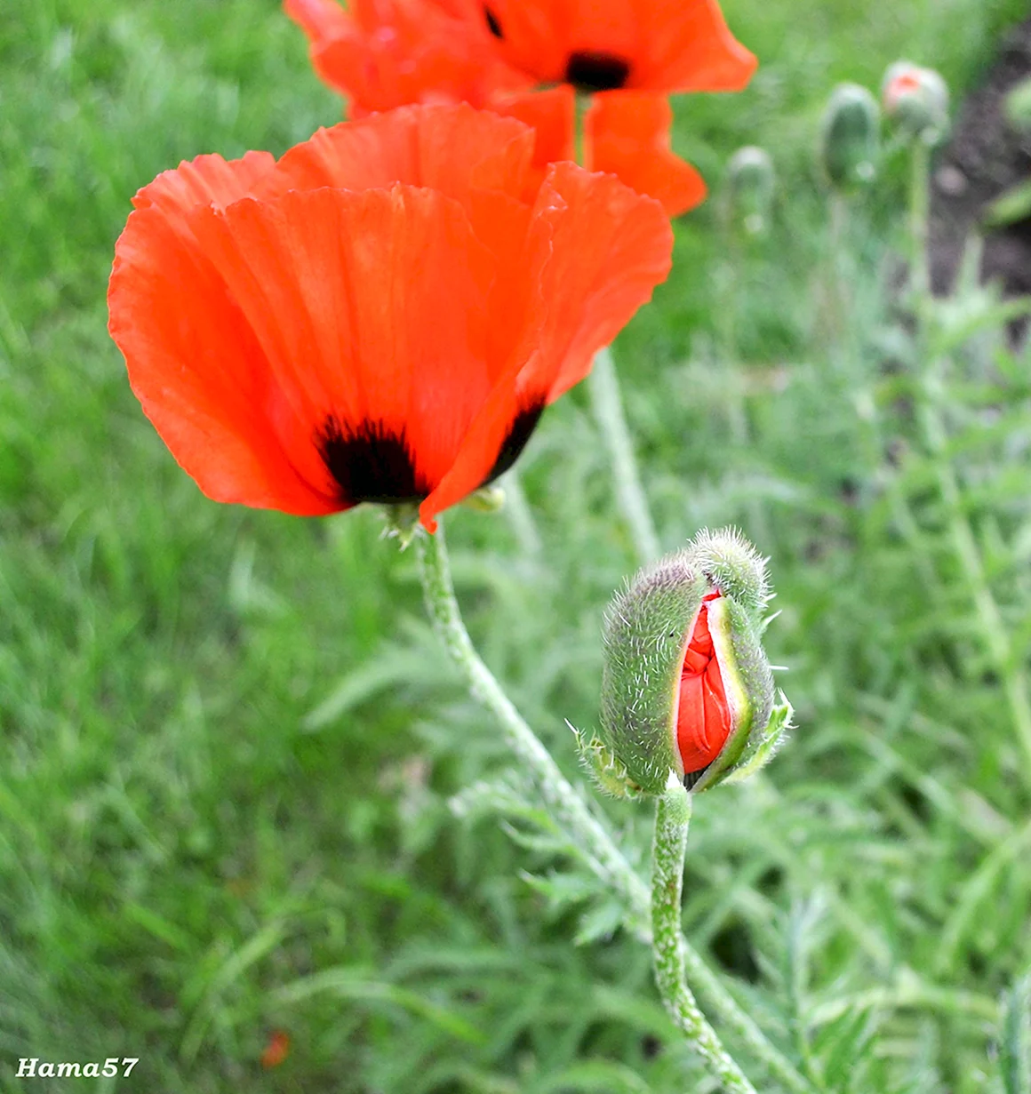 Мак щетинконосный Papaver setigerum d. c.