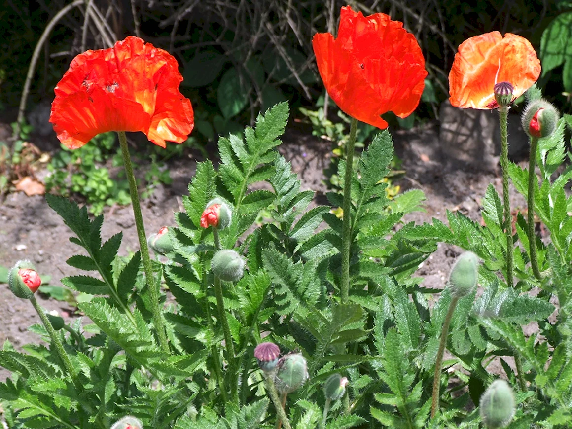 Мак Восточный Papaver листья