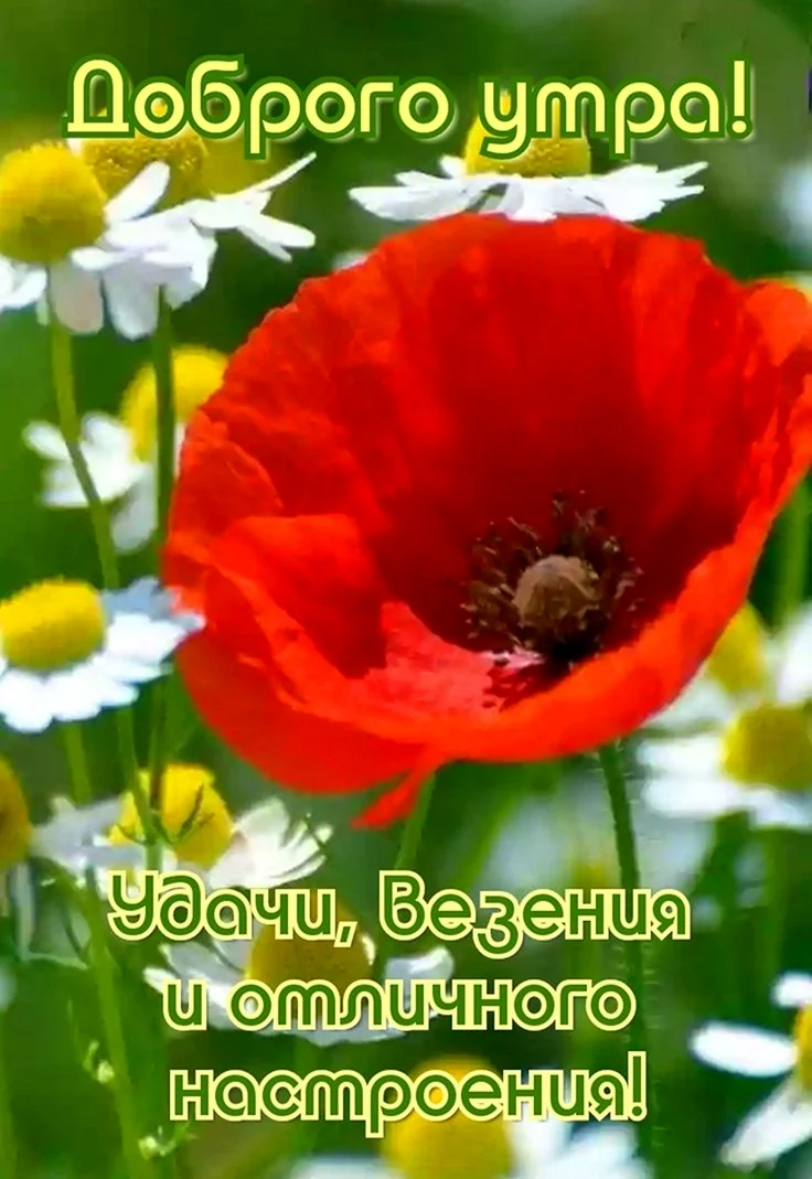 Маки цветы