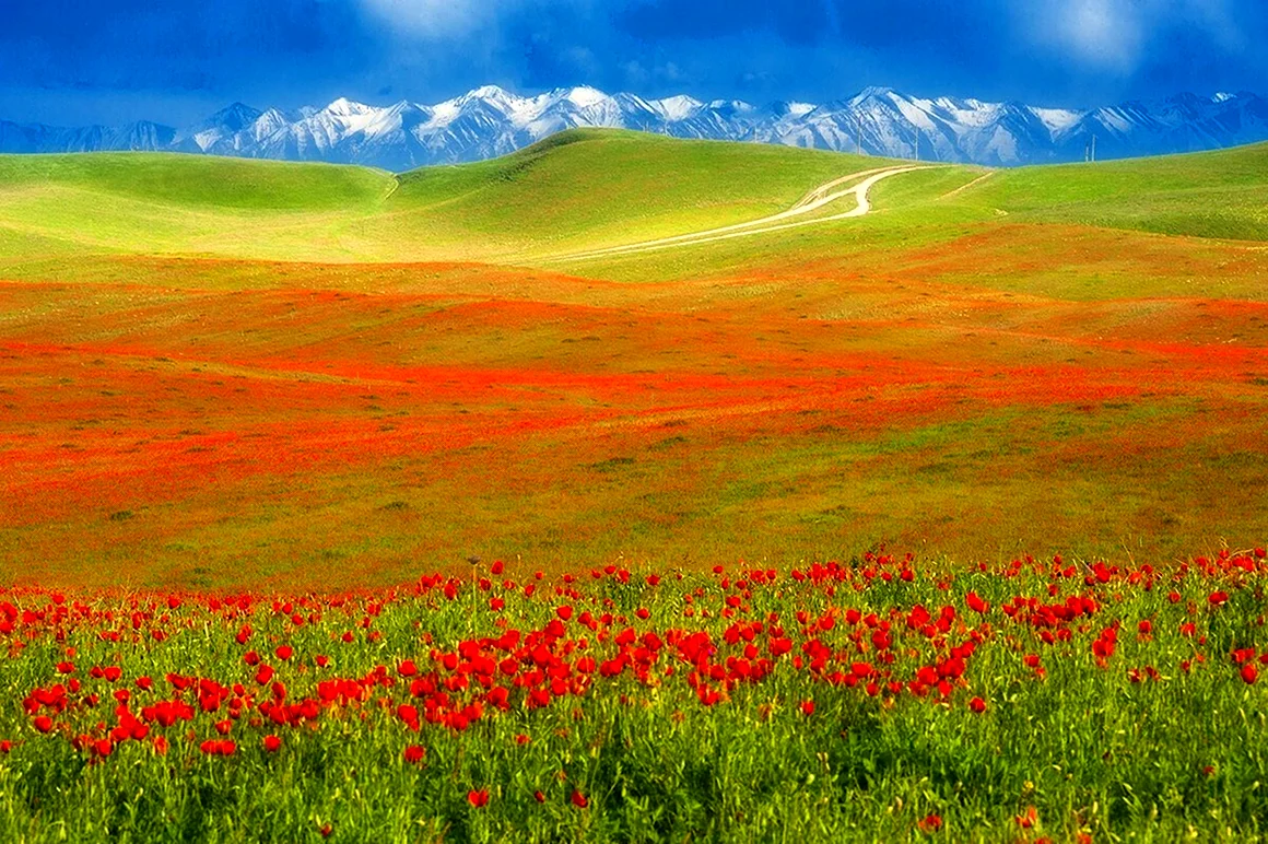 Маковые степи Казахстана