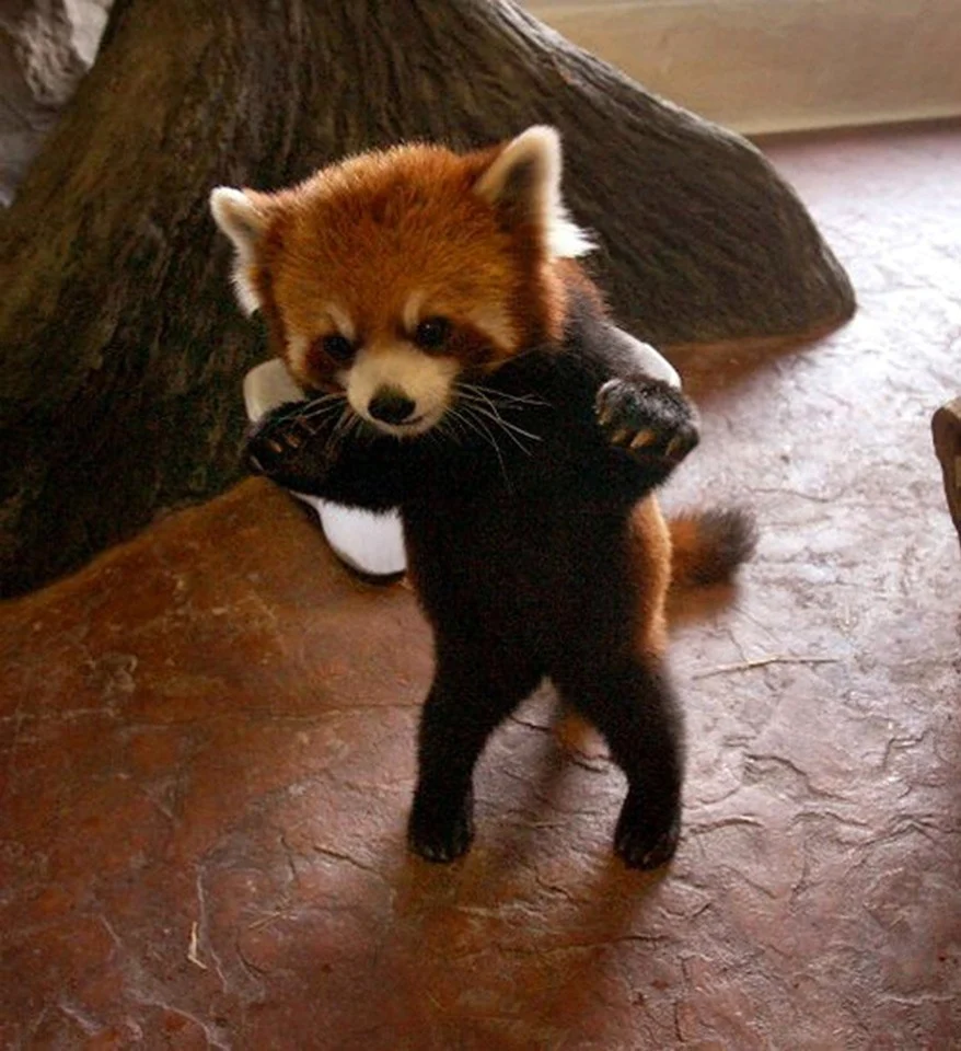 Малая Панда Ailurus Fulgens