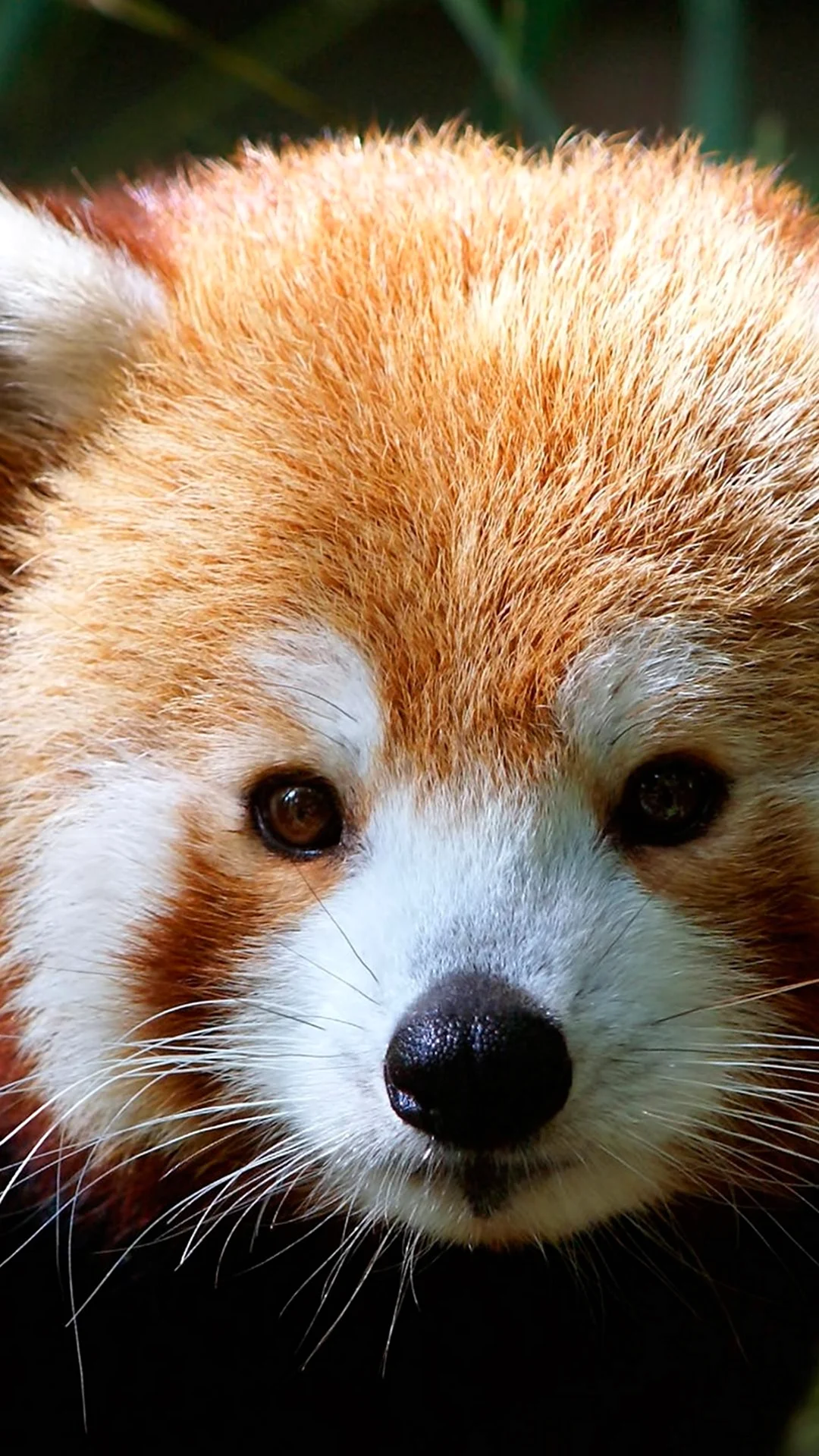 Малая Панда Ailurus Fulgens