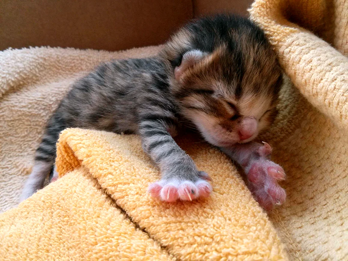 Маленькие котята Новорожденные