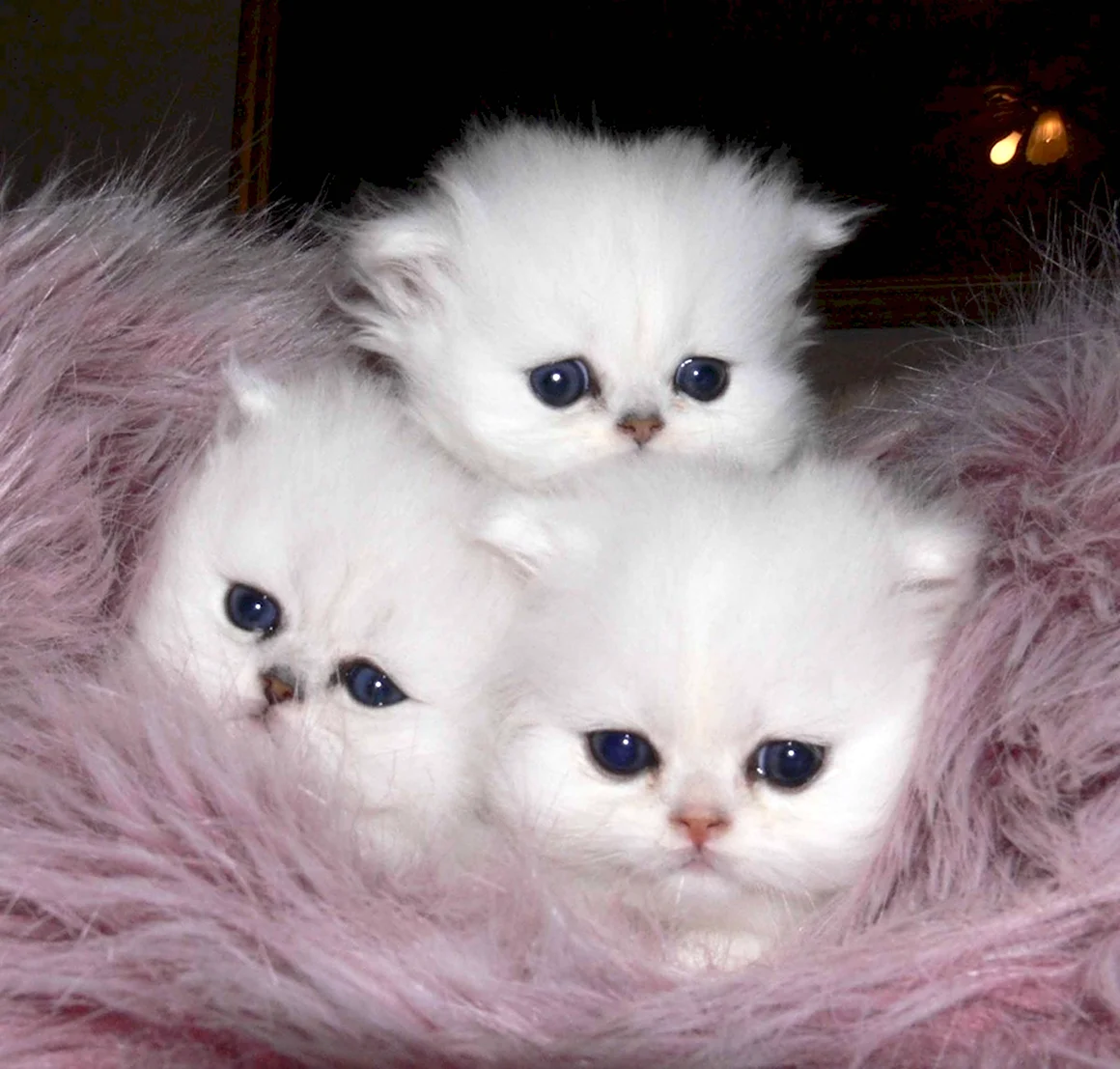 Маленькие котята пушистые
