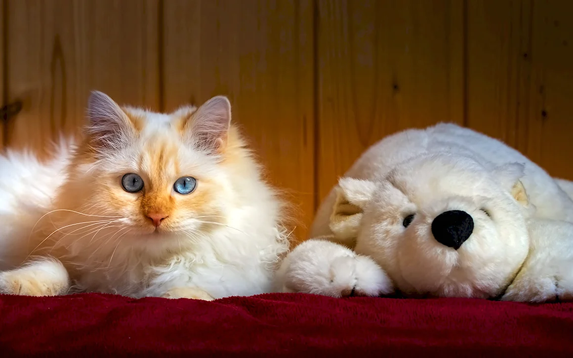 Маленькие котята пушистые