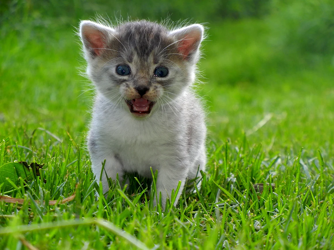 Маленькие котятки
