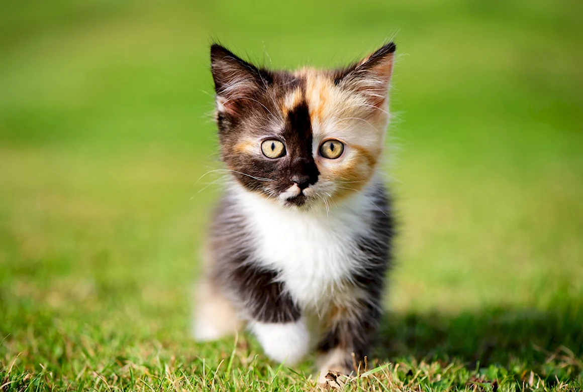 Маленькие котики