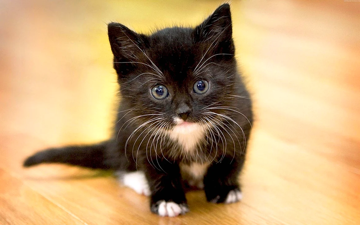 Маленькие котики